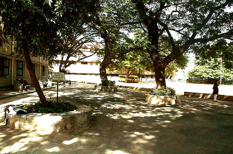 tree canopy, sports field tree canopy, sports field