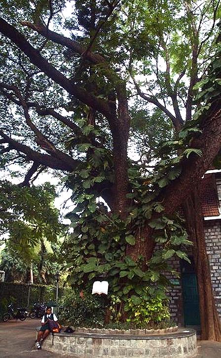 beautiful tree beautiful tree