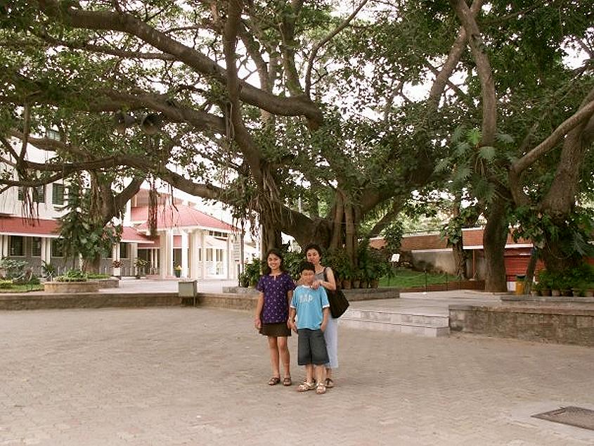 tree_stafford